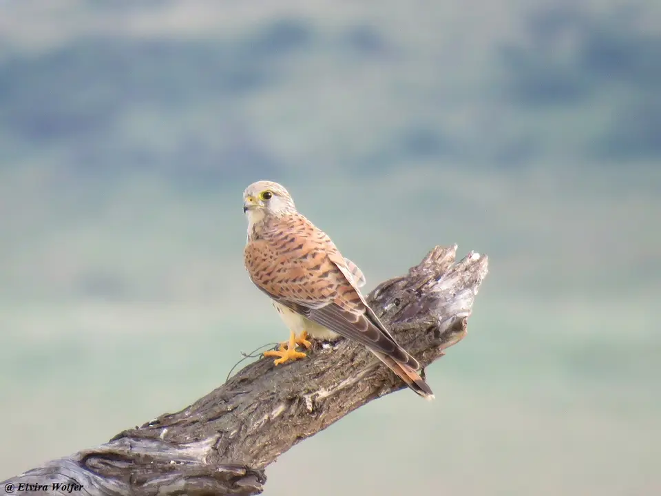 CommonKestrel.jpg