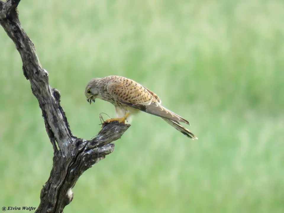 CommonKestrelfemale-2.jpg