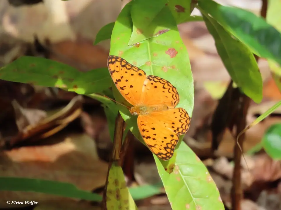 CommonLeopardFritillary.jpg