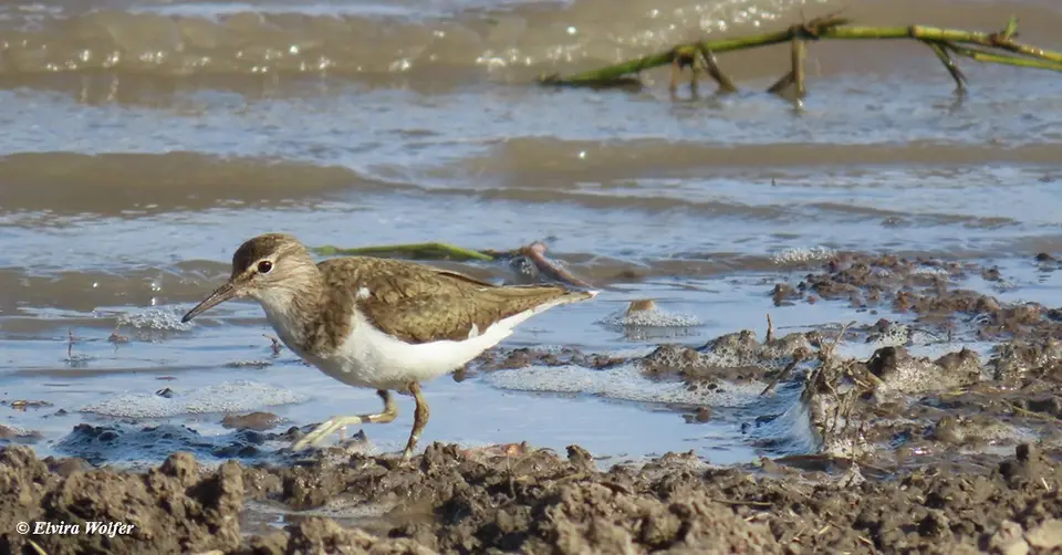 CommonSandpiper.jpg