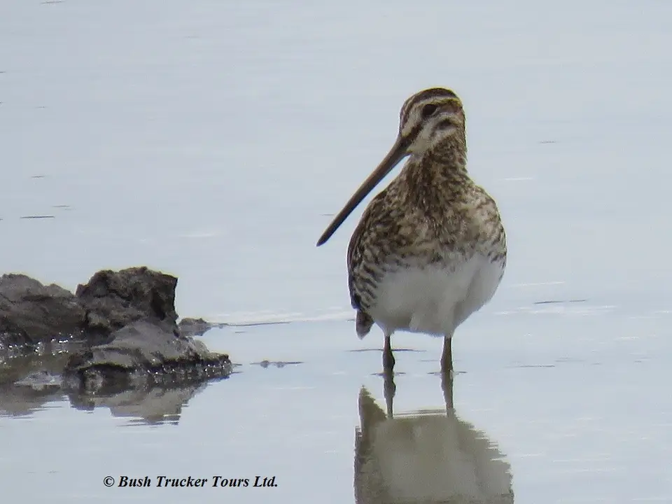 CommonSnipe.jpg