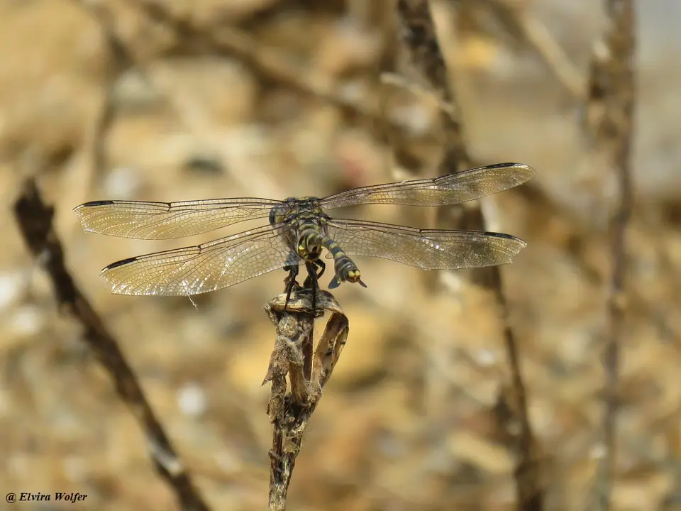CommonTigertail1.jpg