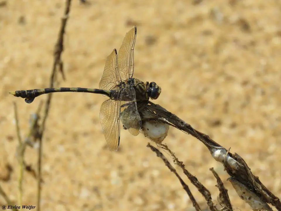 CommonTigertail2.jpg