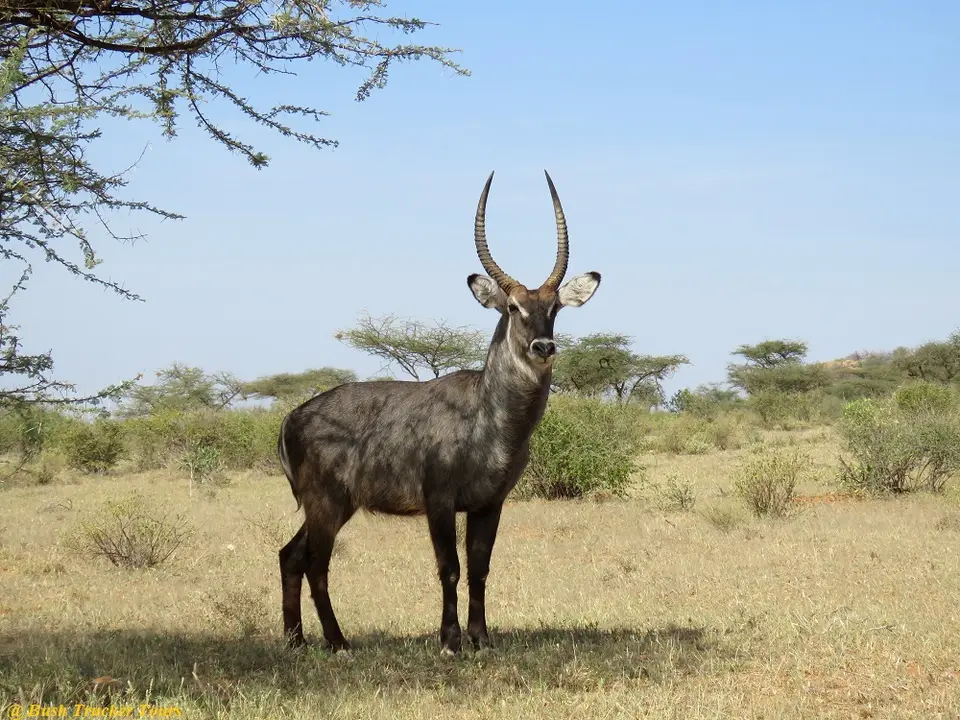 CommonWaterbuck.jpg