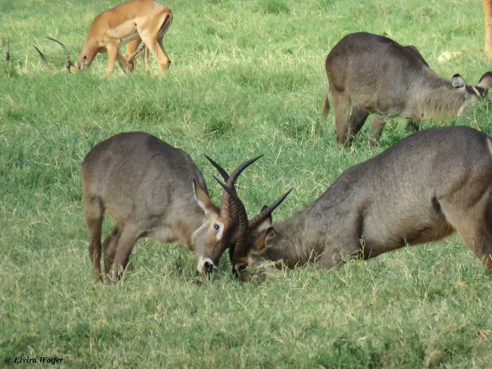 CommonWaterbucksfighting2.jpg