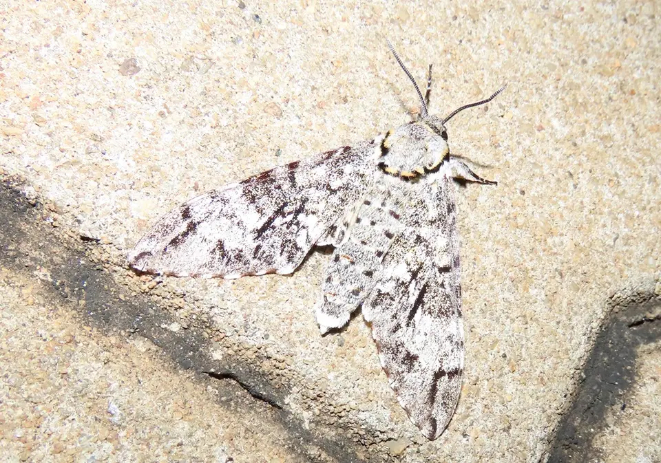 Covellianaferax.jpg