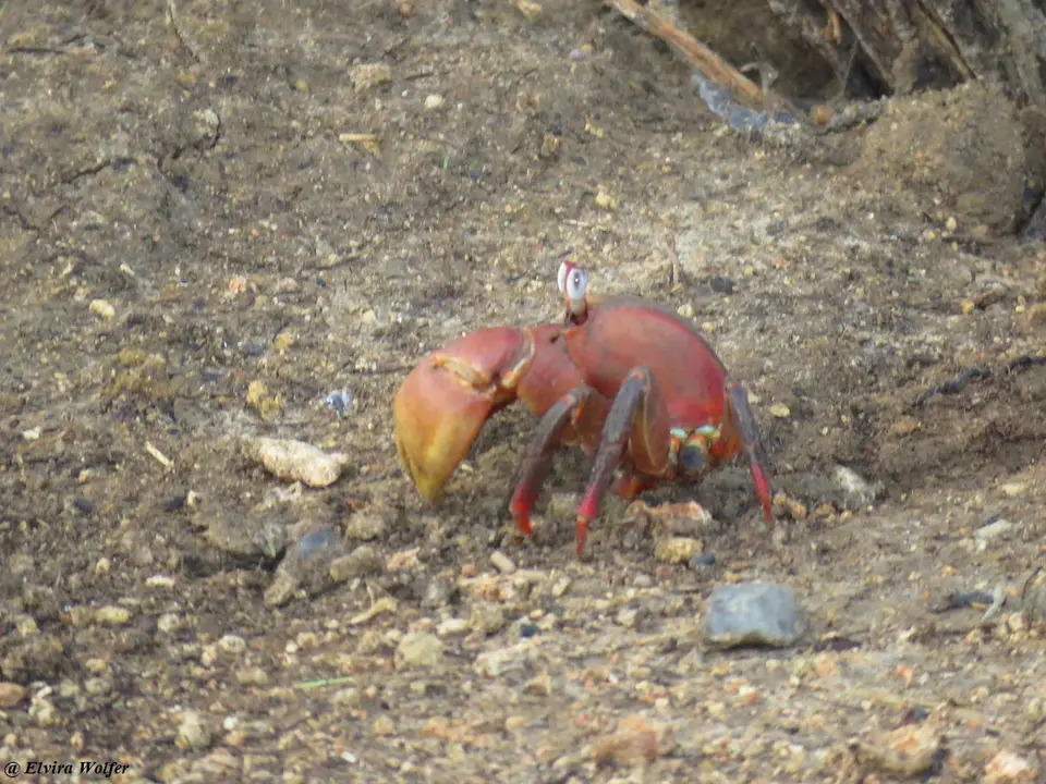 Crab1.jpg