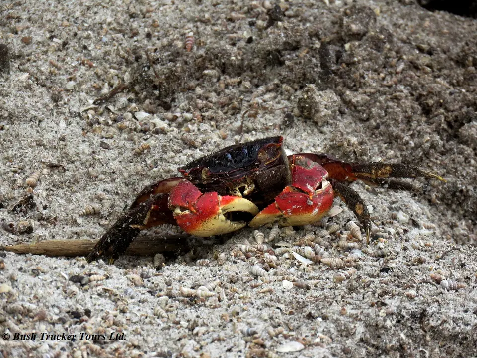Crab2.jpg