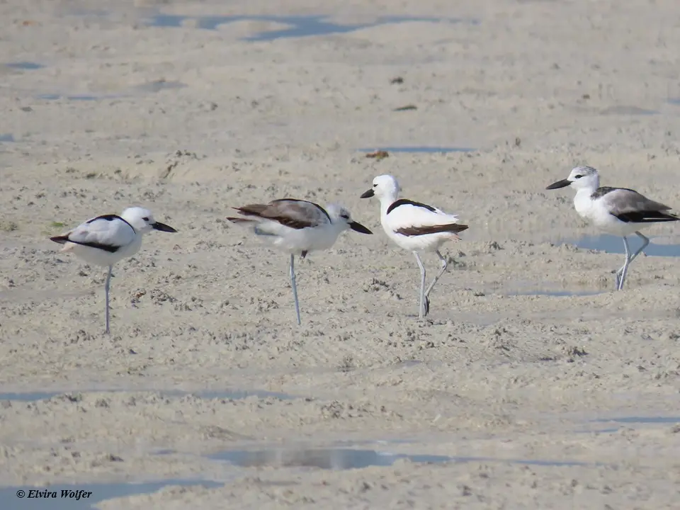 CrabPlover1.jpg