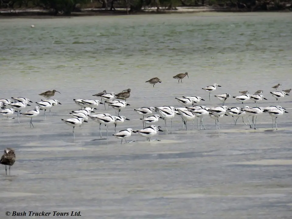CrabploverWhimbrel.jpg