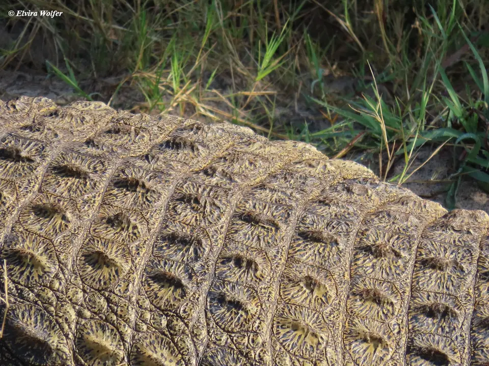 Crocodile2.jpg
