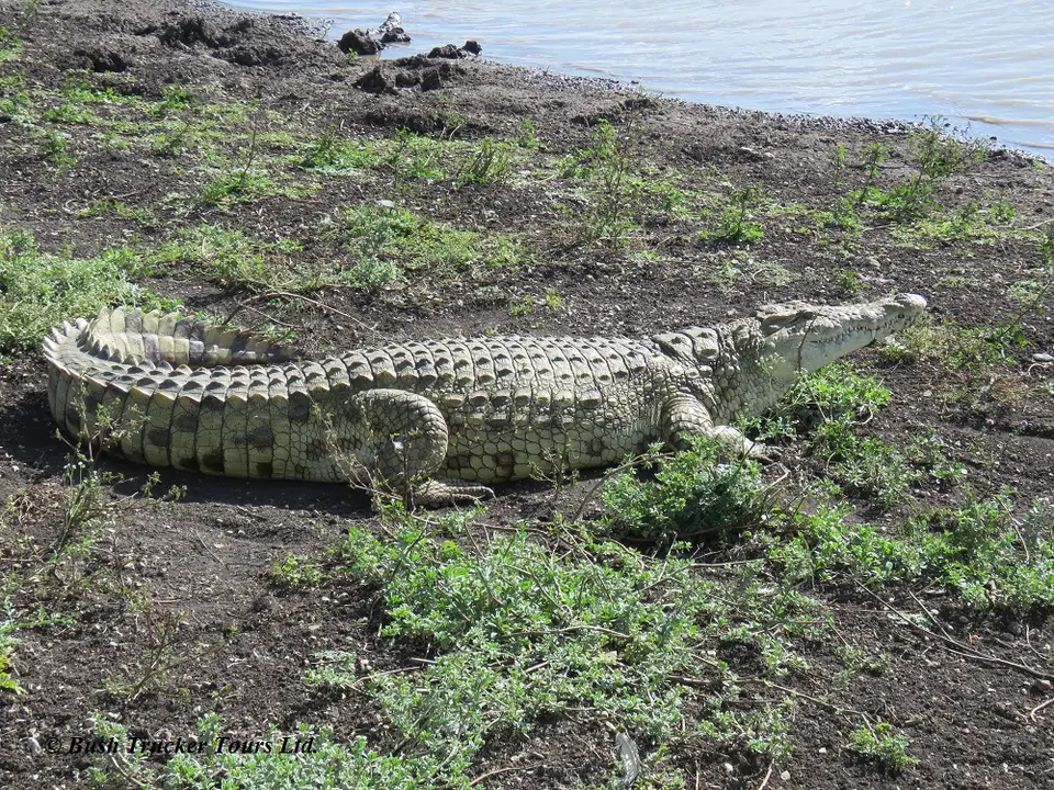 CrocodileAthiDam.jpg