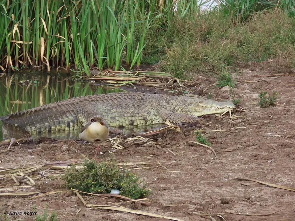 CrocodileNNP.jpg