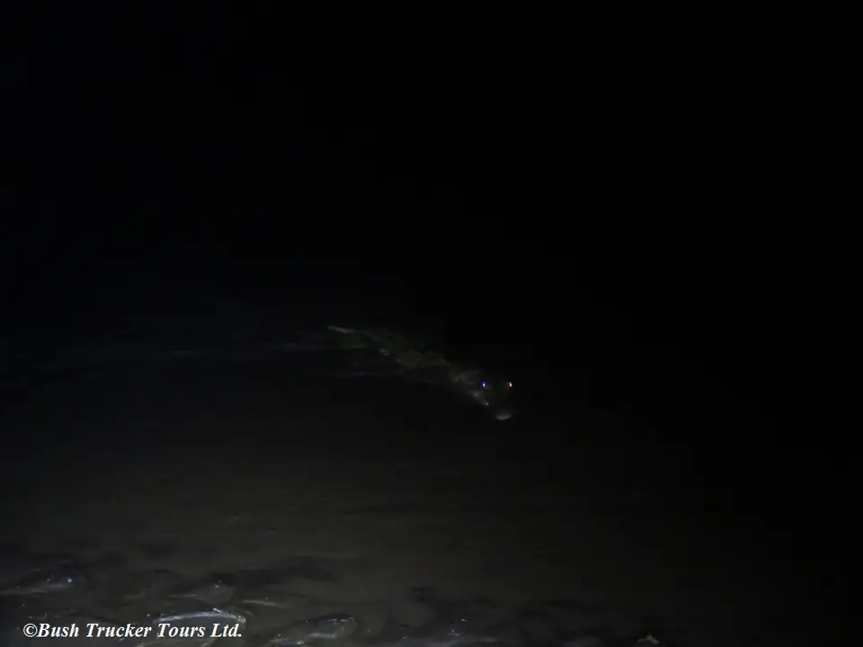 CrocodileSamburu1.jpg