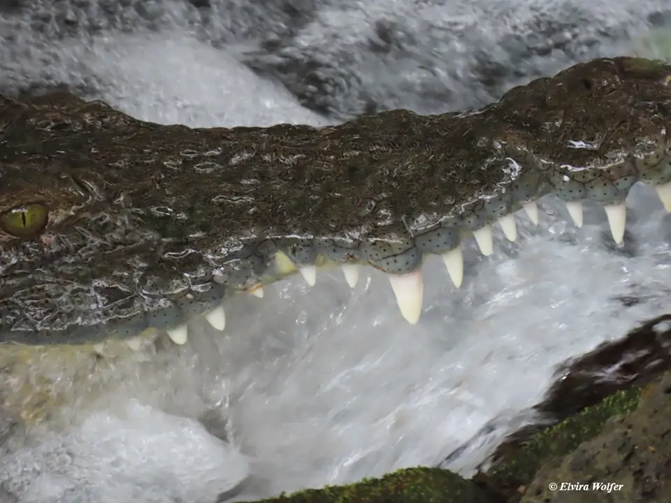 CrocodileatMzimaSprings1.jpg