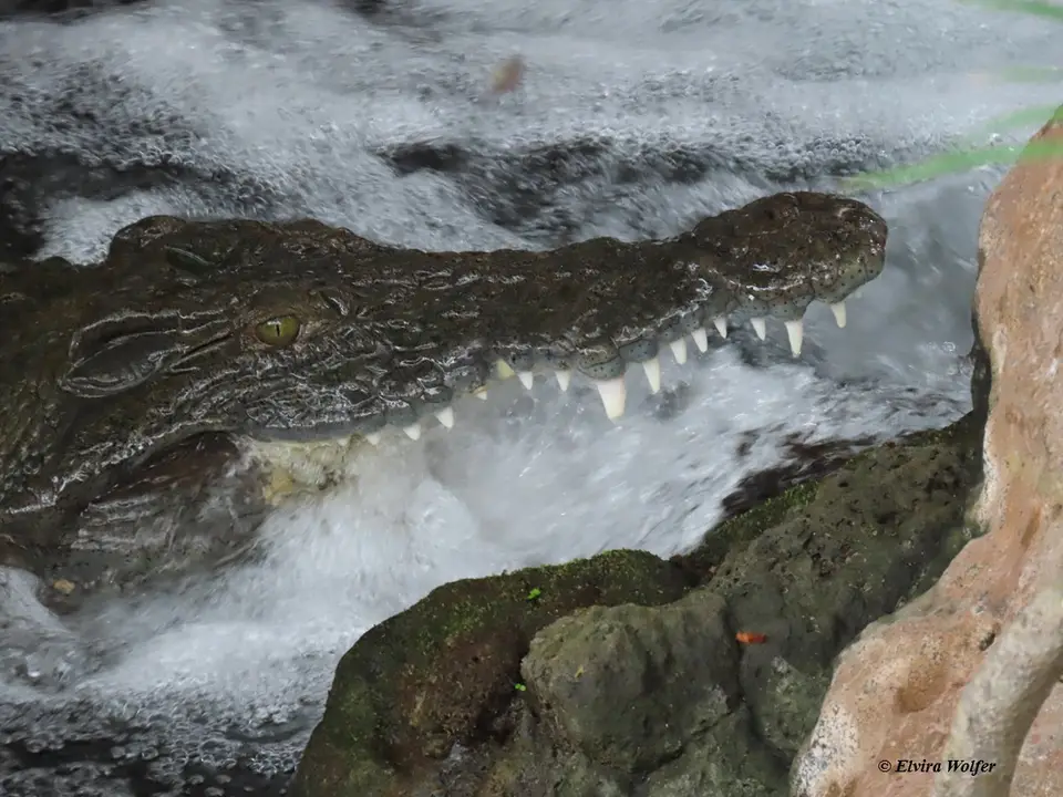 CrocodileatMzimaSprings2.jpg