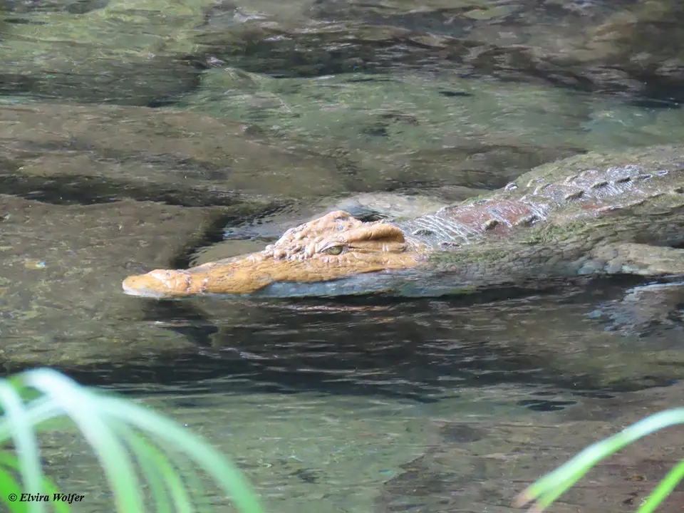 CrocodileatMzimaSprings4.jpg