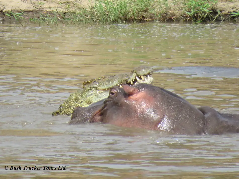 CrocodileseatingZebraMaraRiver10hippo.jpg