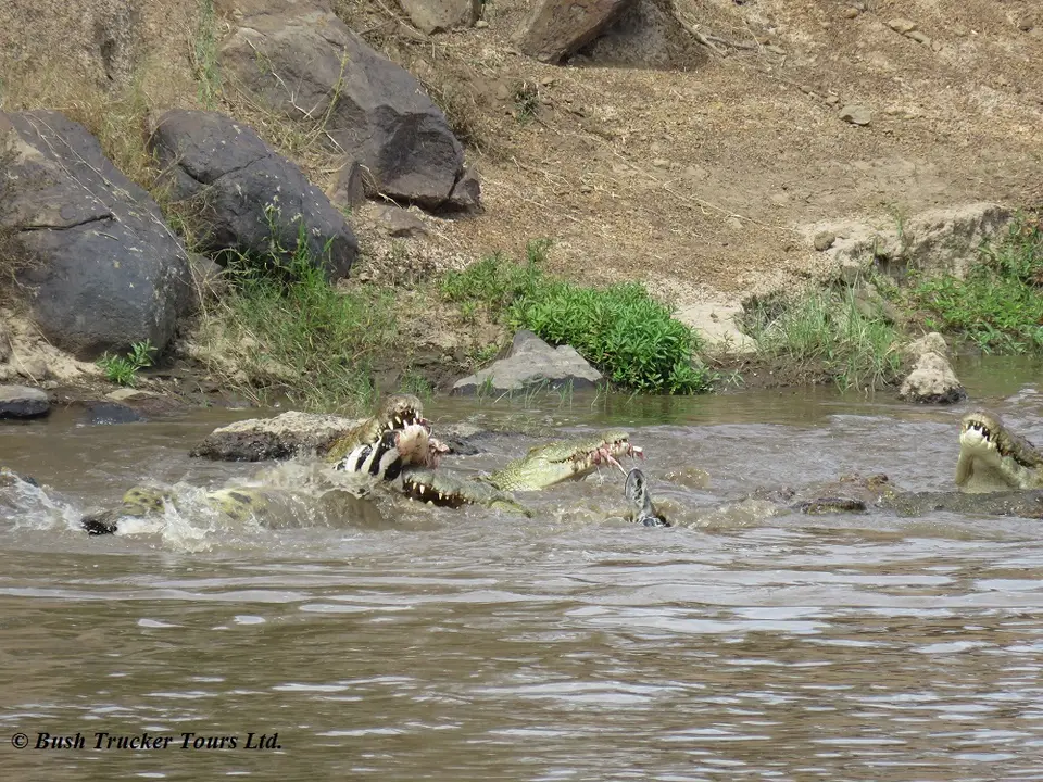 CrocodileseatingZebraMaraRiver2.jpg