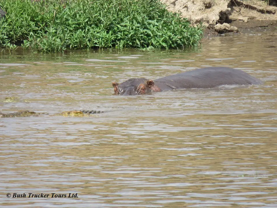 CrocodileseatingZebraMaraRiver4.jpg