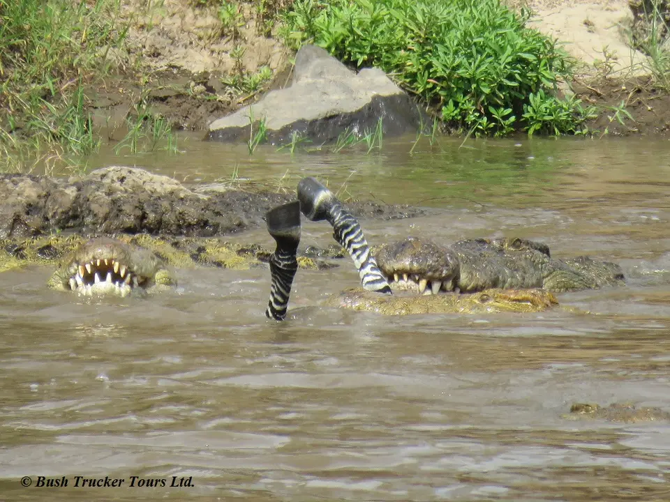 CrocodileseatingZebraMaraRiver5.jpg