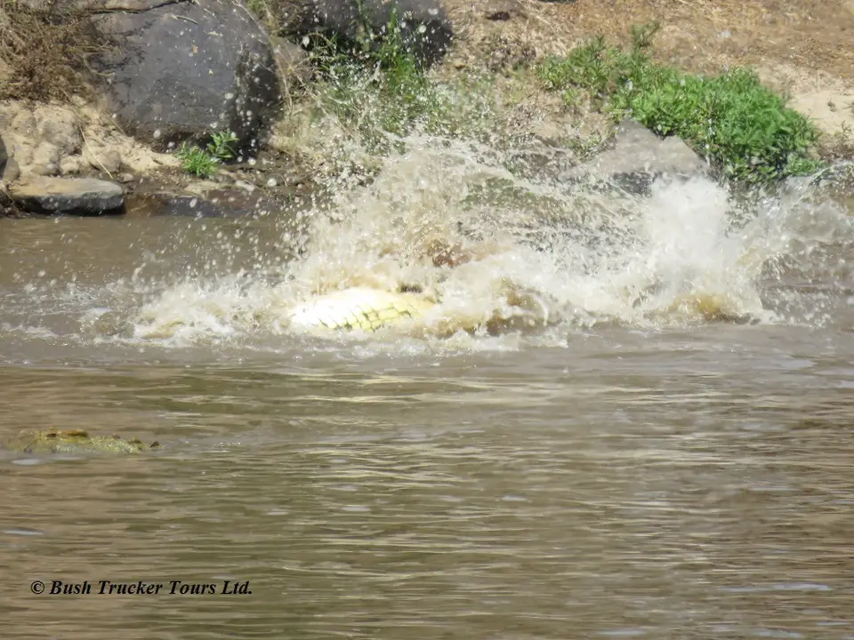 CrocodileseatingZebraMaraRiver6.jpg