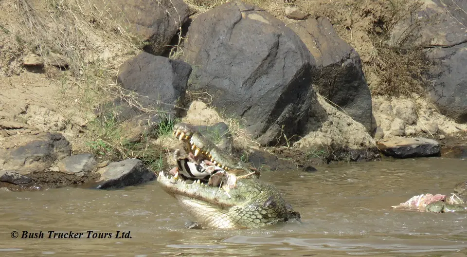 CrocodileseatingZebraMaraRiver7.jpg