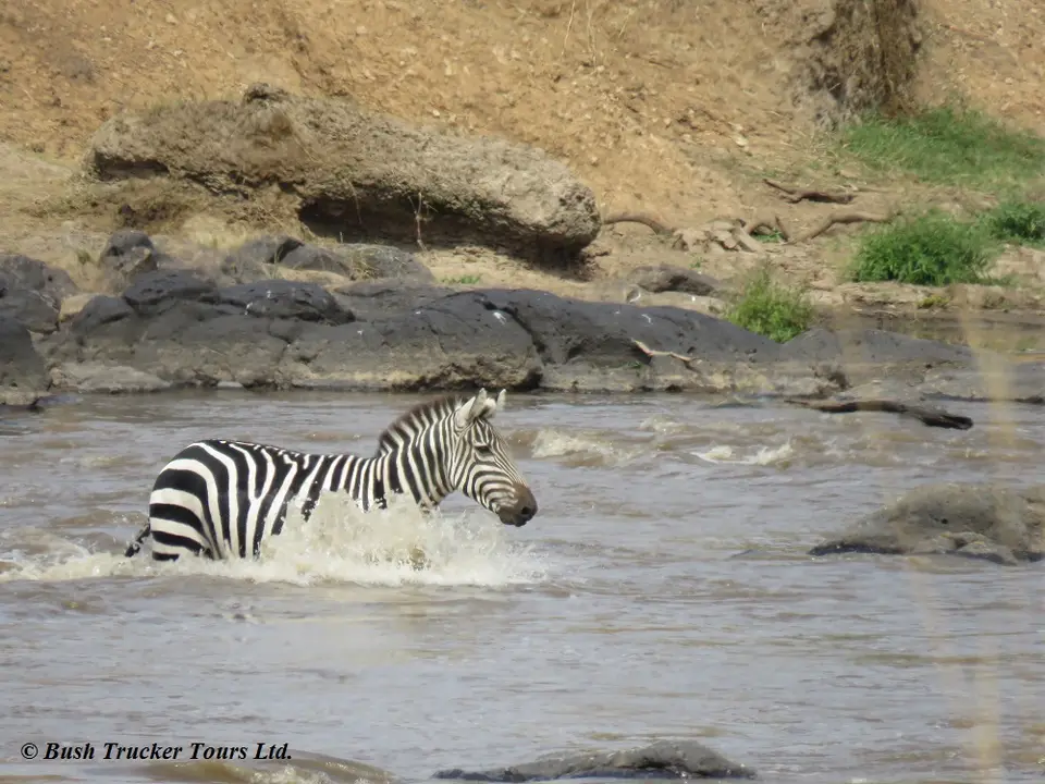 CrocodileseatingZebraMaraRiver8Zebra.jpg