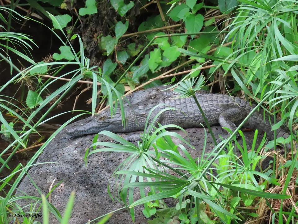 Crocodilesmall.jpg
