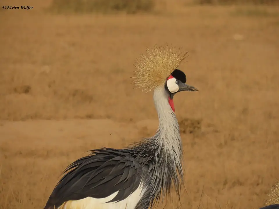 CrownedCrane-2-3.jpg
