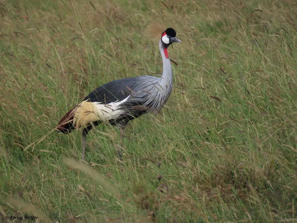 CrownedCrane-2.jpg