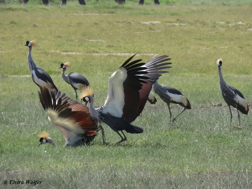 CrownedCranemating.jpg