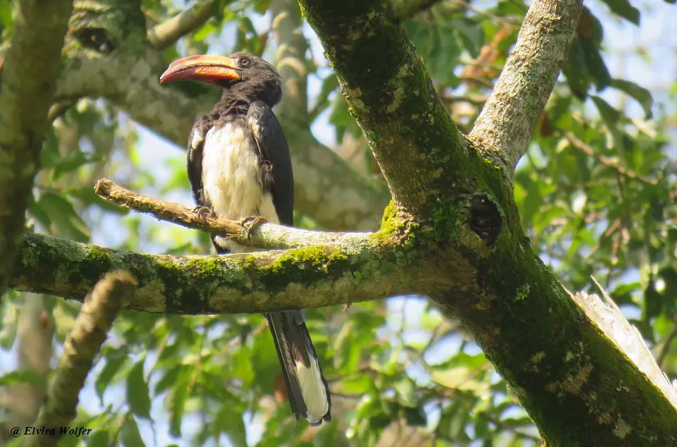 CrownedHornbill1.jpg