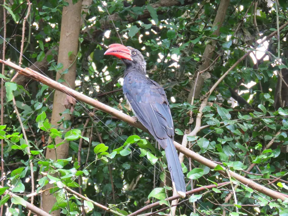 CrownedHornbill2.jpg