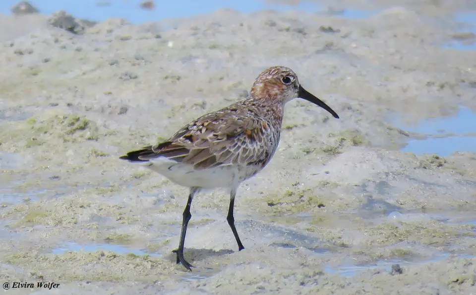 CurlewSandpiper-2.jpg