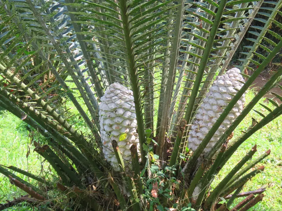 Cycadcone.jpg