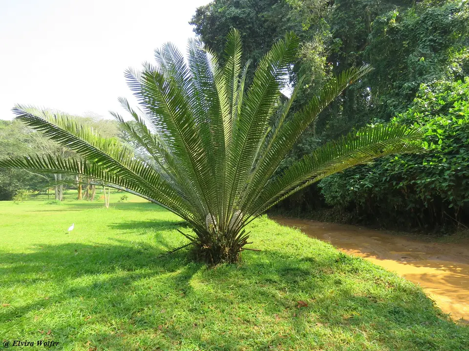 Cycadplant.jpg