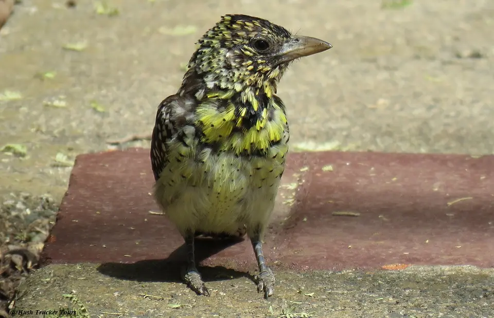 D'Arnaud'sBarbet.jpg
