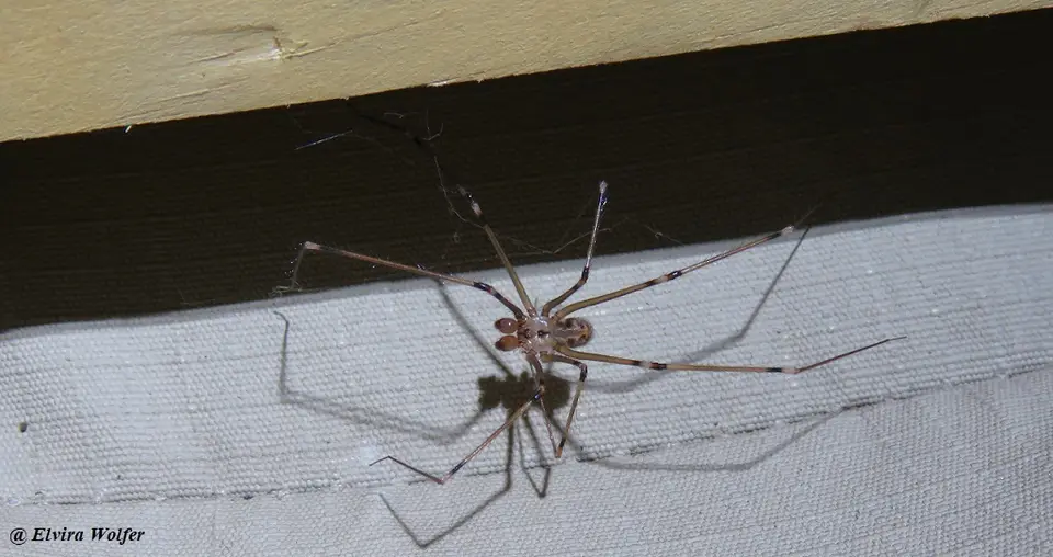 DaddyLong-leg.jpg