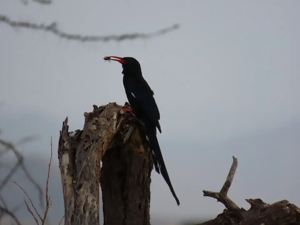 DamaraWoodhoopoe.jpg