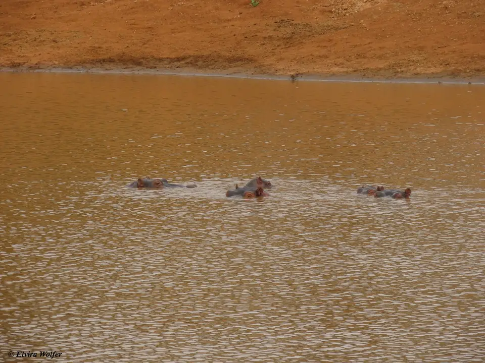 DammHippos.jpg