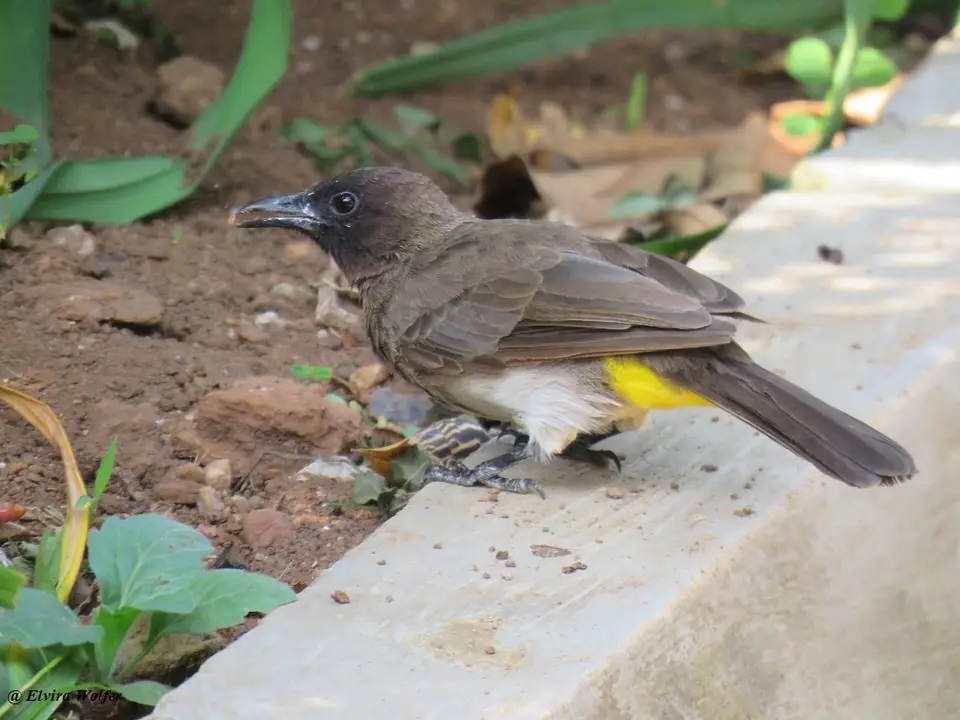 Dark-cappedBulbul-Pycnonotusbarbatustricolor.jpg