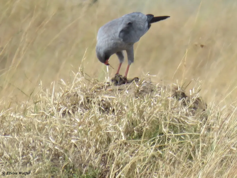 DarkChantingGoshawk.jpg