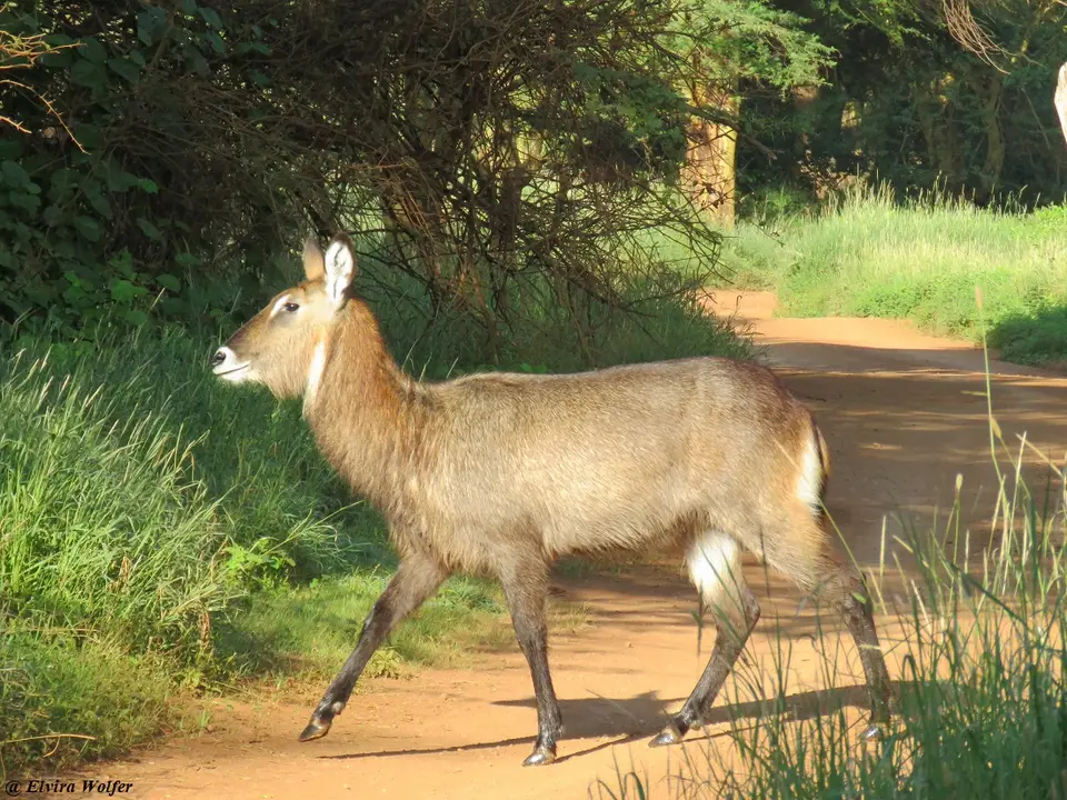 DefassaWaterbuck2.jpg