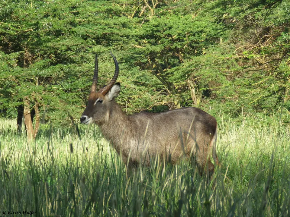 DefassaWaterbuck3.jpg