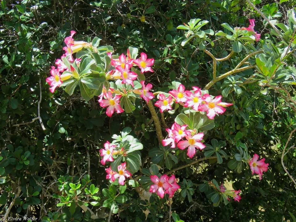 DesertRose-2-3.jpg