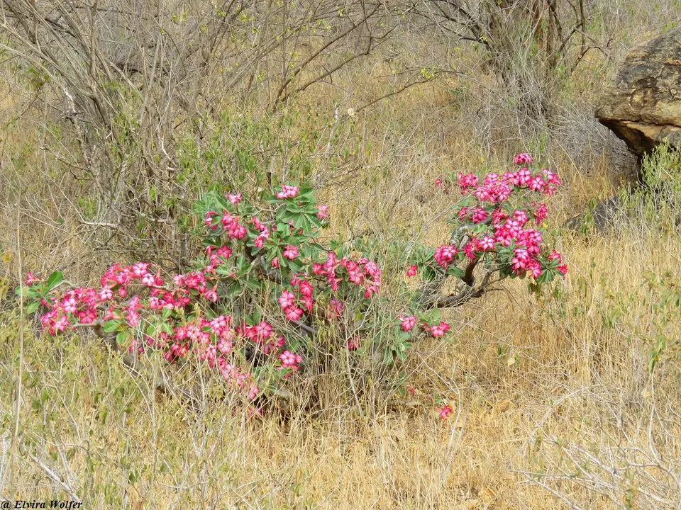 DesertRose-2.jpg