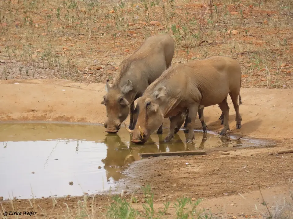 DesertWarthogsatwaterhole1.jpg