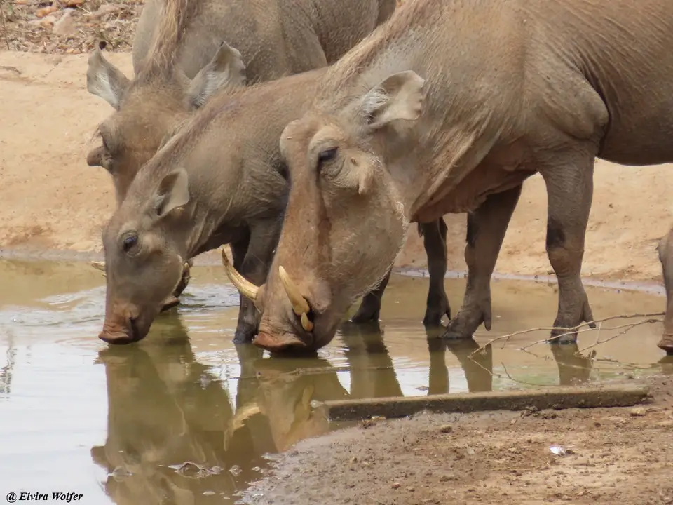 DesertWarthogsatwaterhole2.jpg