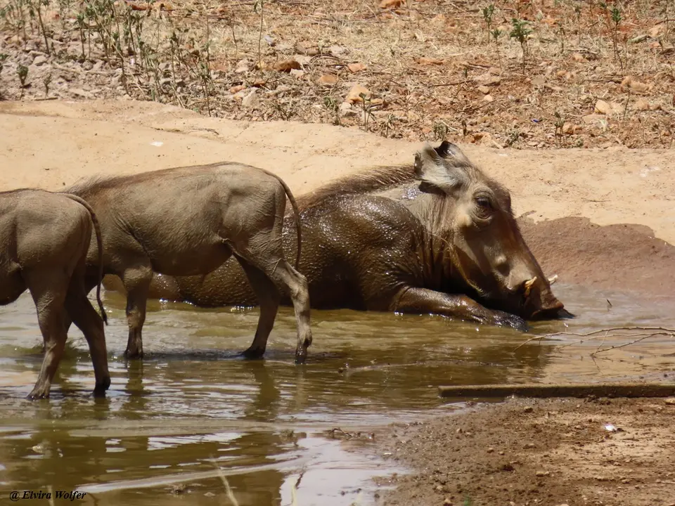 DesertWarthogsatwaterhole3.jpg